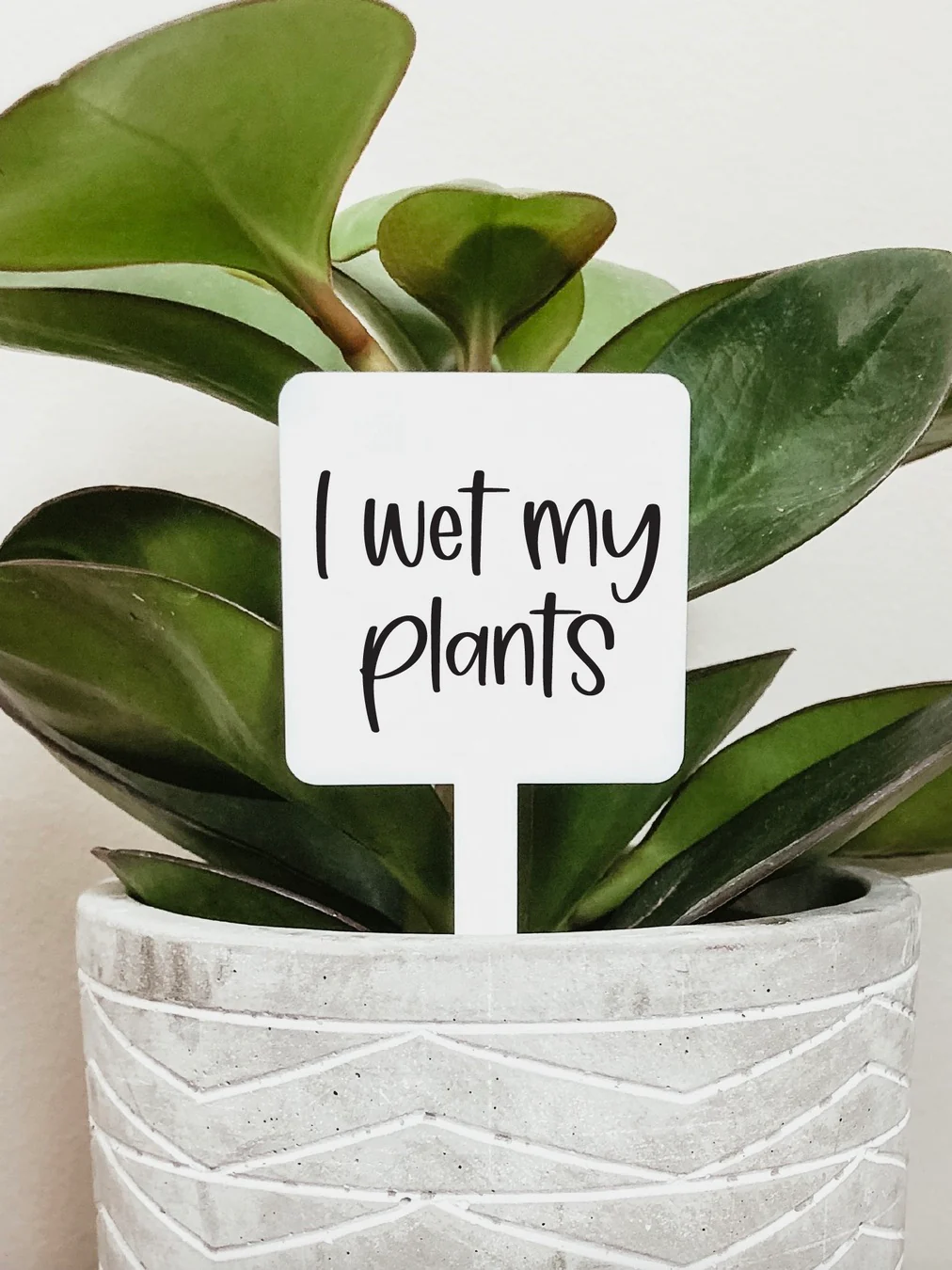 Floral Brightness Acrylic Plant Marker - 5 options! - Image 4