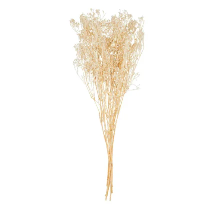 Preserved Baby's Breath Stems